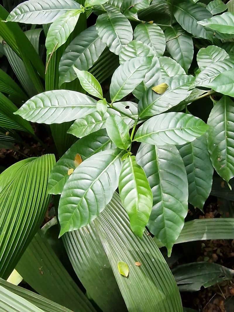 L'immagine mostra un primo piano delle foglie verdi e lucide di una pianta di caffè. È circondata da altro fogliame rigoglioso.