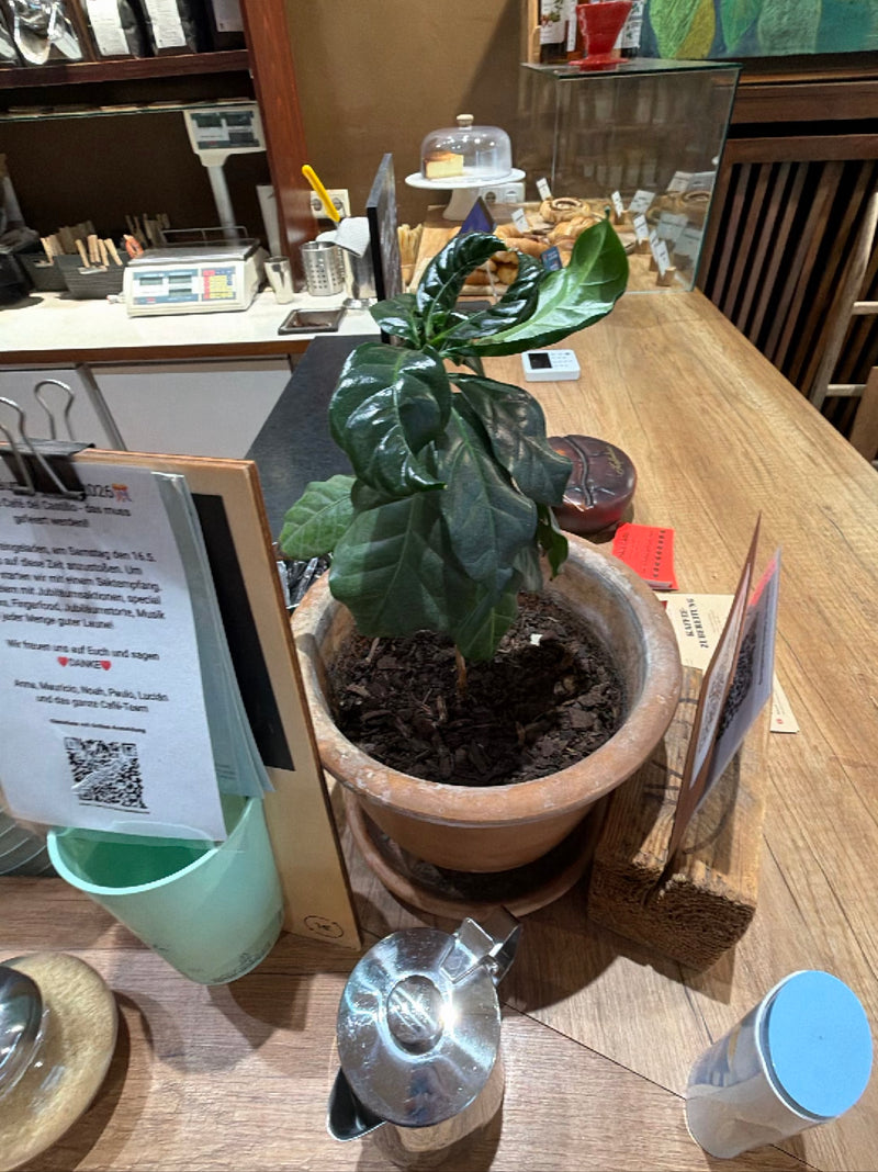 Si vede una giovane pianta di caffè in un vaso di terracotta posizionato su un bancone di legno. Le foglie lucide e verde scuro della pianta sono ben visibili.