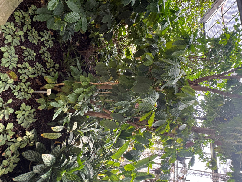 Una pianta di caffè dalle foglie verde scuro lucide cresce circondata da altre piante tropicali in una serra.