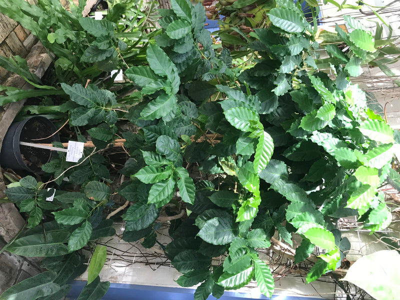Si vede una pianta di caffè sana con foglie lucide e verde scuro in una serra. La pianta si trova in un vaso e mostra tipiche foglie opposte.