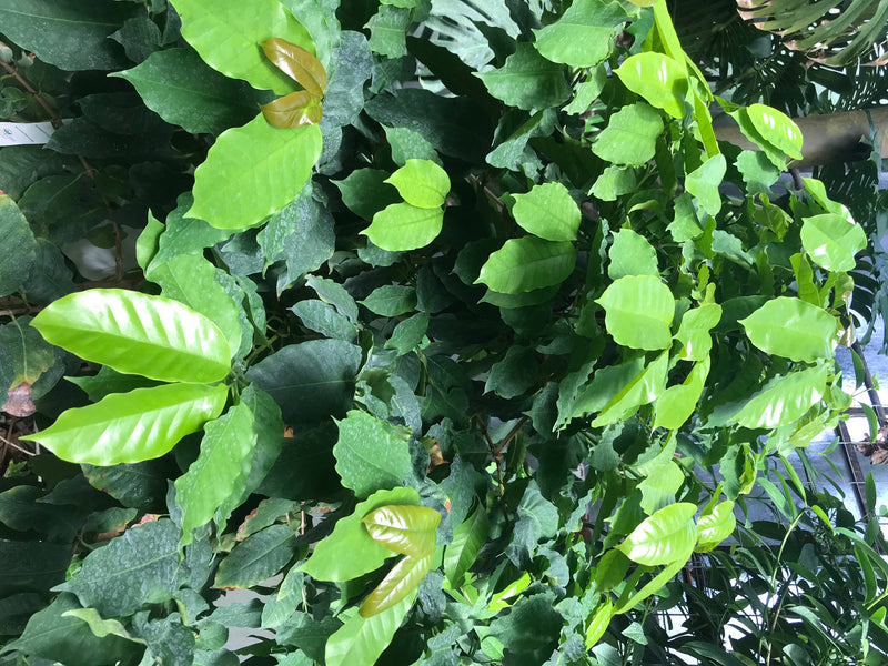 Si vede una pianta di caffè con molte foglie verdi lucide. Lo scatto mostra il fogliame denso dall'alto in un ambiente naturale.