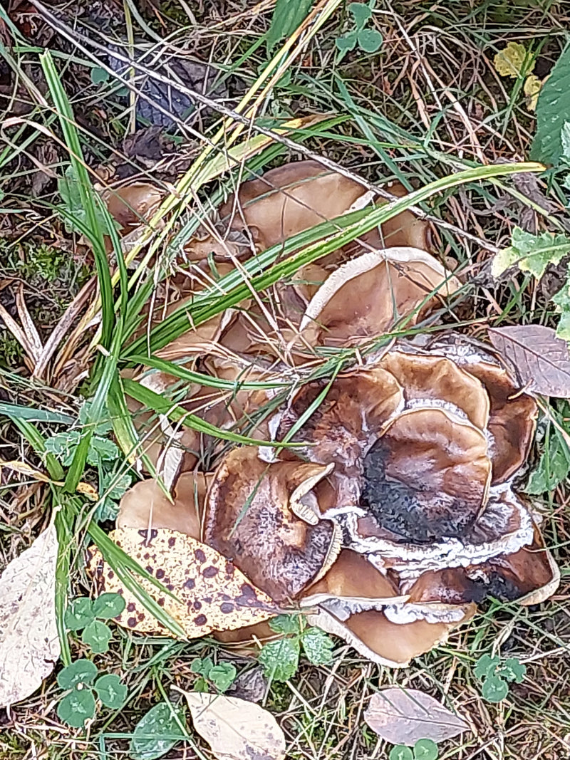 Corpi fruttiferi di Paxillus involutus che crescono sul terreno tra erba e aghi.