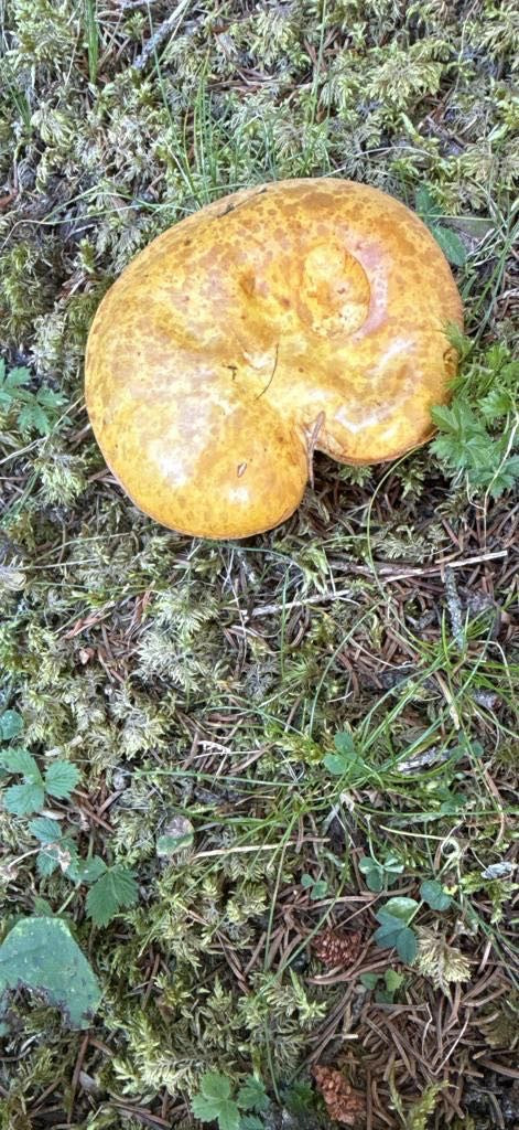 Il corpo fruttifero ocraceo-marrone del ginestrino si trova sul suolo della foresta tra muschio e aghi. Il cappello è leggermente depresso e mostra la tipica...