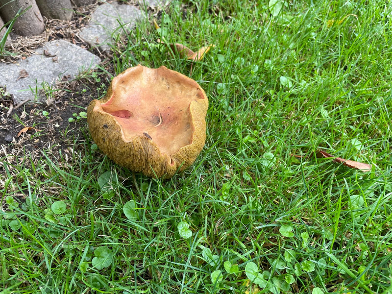 L'immagine mostra un fungo marrone con il margine del cappello fortemente arrotolato che cresce nell'erba verde.