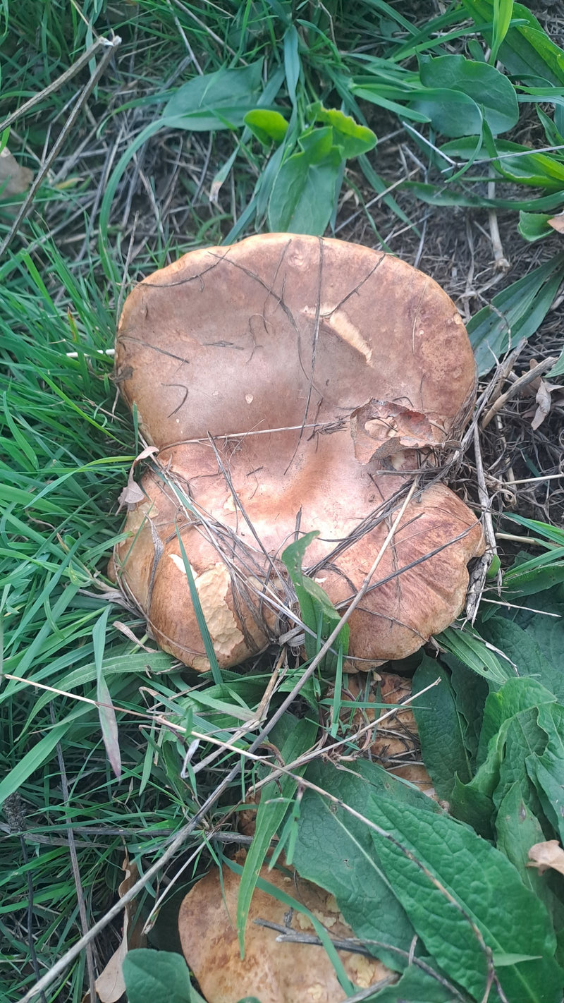 Un fungo Paxillus involutus con il caratteristico margine del cappello involuto cresce tra l'erba.
