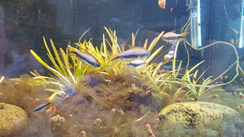 Tetra imperiale — Bild 1