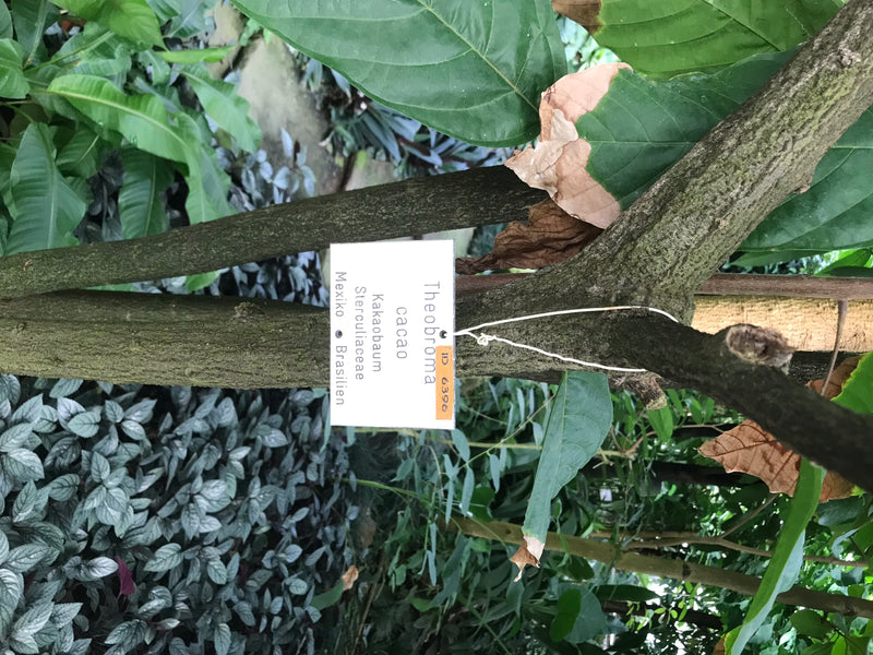 Kakaobaum — foto 4 di 6