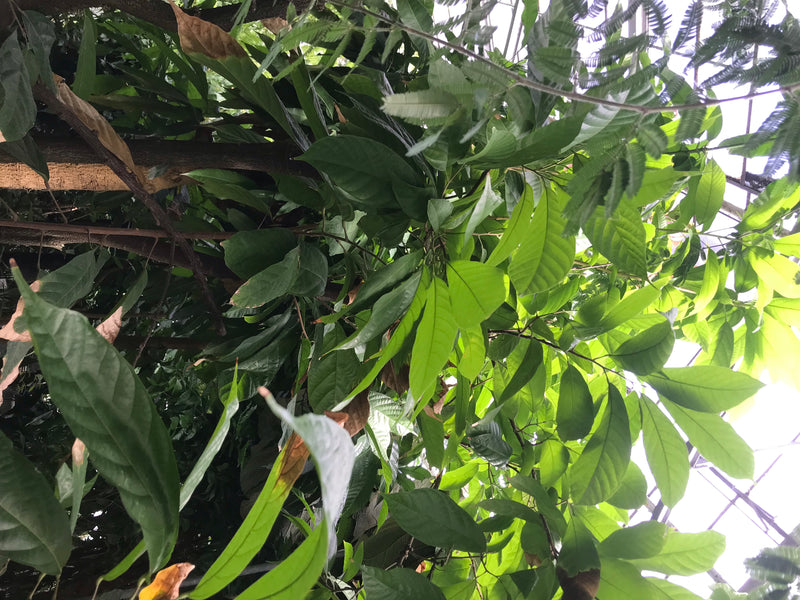 Kakaobaum — foto 5 di 6