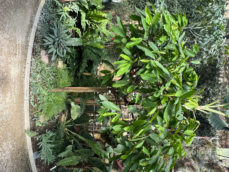 Un albero di cacao cresce in mezzo a una fitta vegetazione tropicale in una serra.