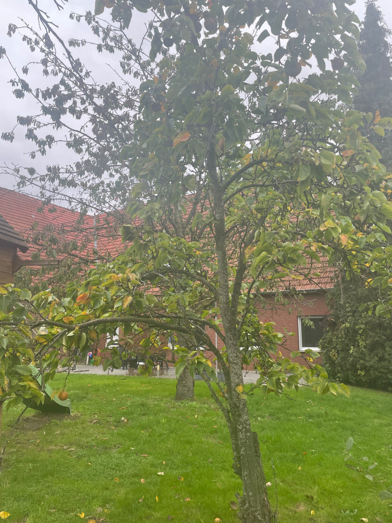 Albero di cachi — Bild 1