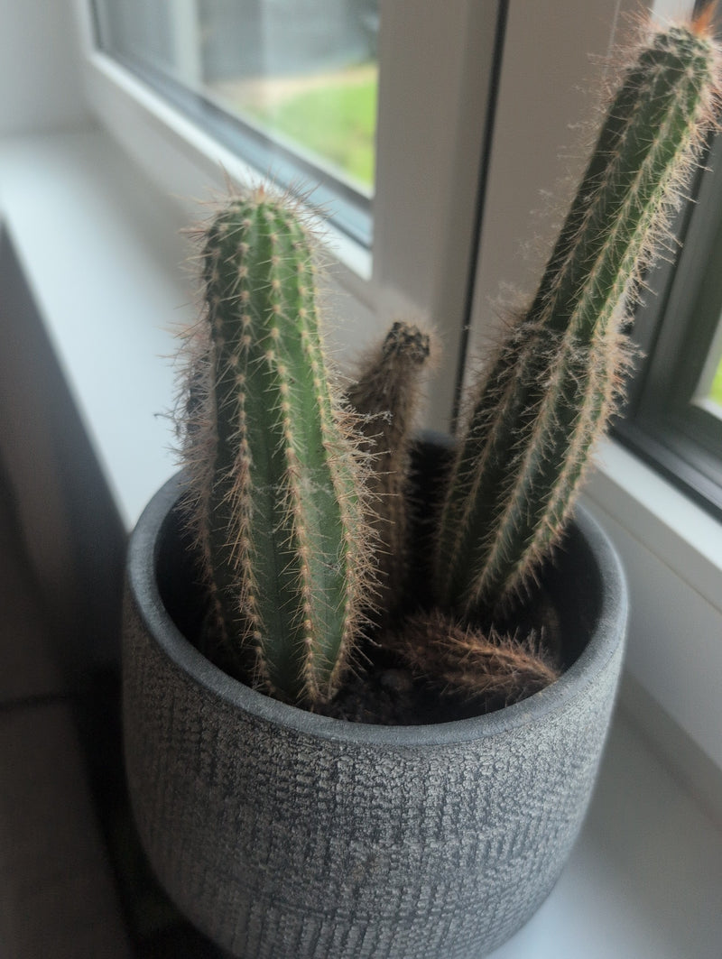 Piante di cactus — Bild 1