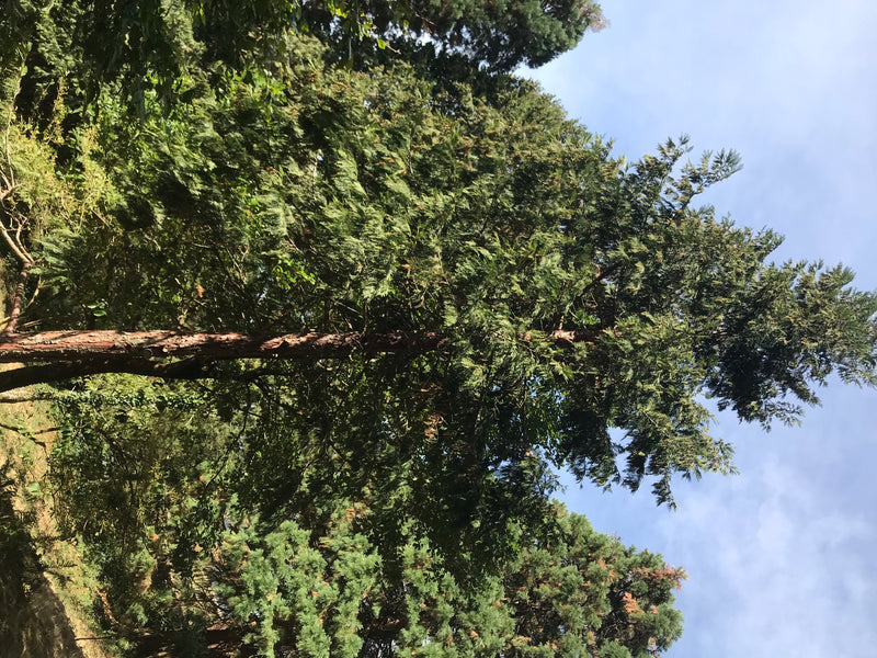 Kalifornische Weihrauchzeder — foto 5 di 7