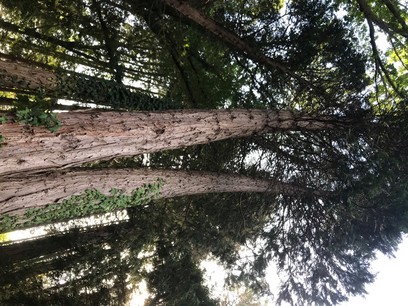 Kalifornische Weihrauchzeder — foto 2 di 7