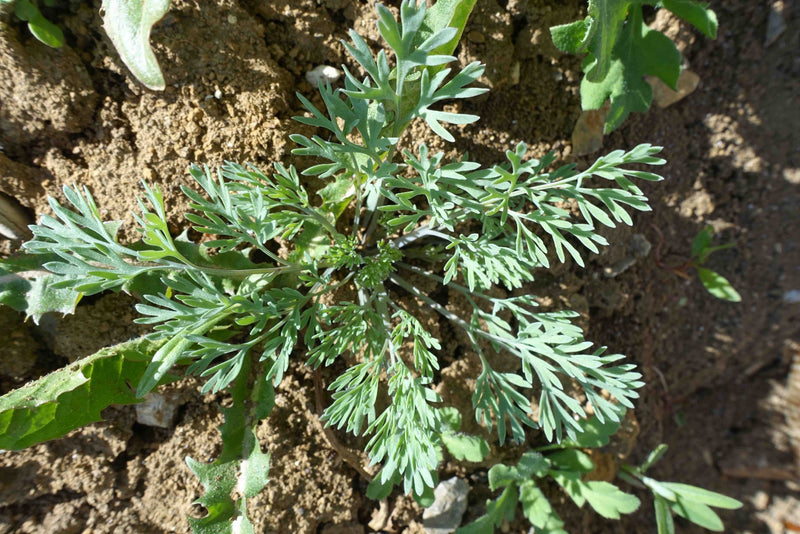 Papavero da oppio — Bild 1