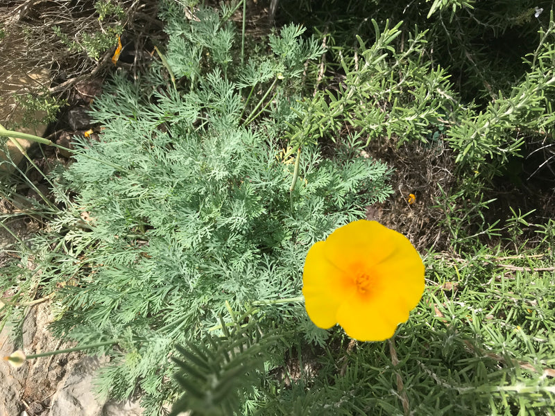 È visibile un fiore giallo vivo di papavero della California davanti a foglie finemente divise verde-bluastro. Lo scatto mostra la pianta dall'alto in un amb...