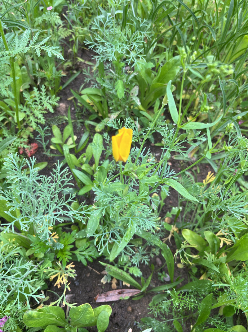 È visibile un fiore giallo diescolzia circondato da foglie finemente divise e altra vegetazione. Lo scatto mostra la pianta dall'alto nel suo ambiente naturale.