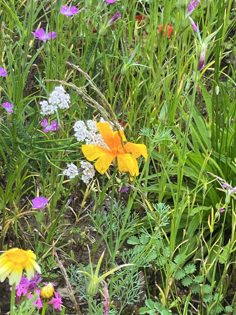 È visibile un fiore giallo vivo di papavero della California in un prato fiorito con diverse erbe.