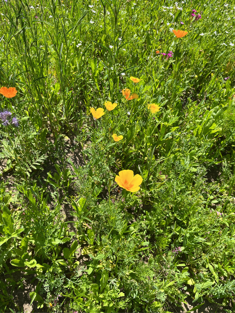L'immagine mostra un prato con diversi fiori gialli e arancioni di papavero della California. Le piante crescono tra varie erbe e piante verdi.