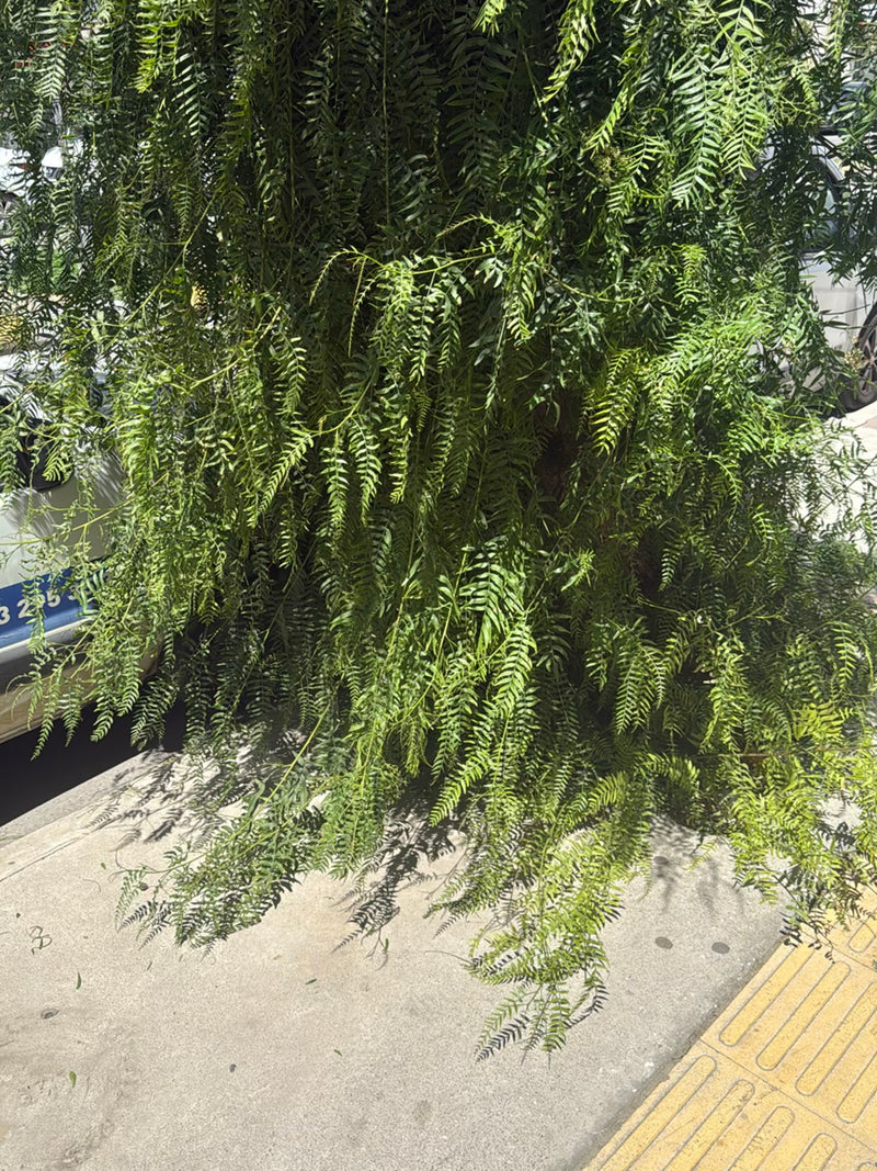 Albero del pepe della California — Bild 2