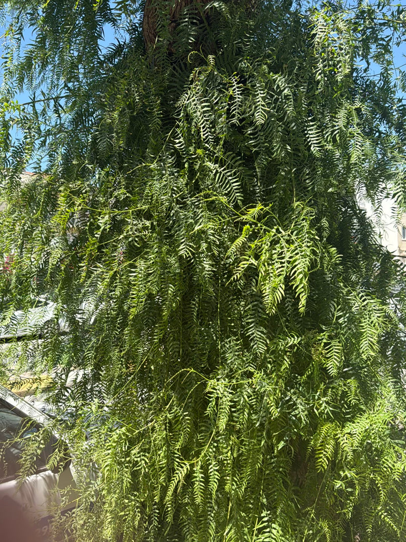 Albero del pepe della California — Bild 1