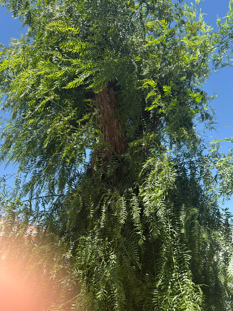 Albero del pepe della California — Bild 3