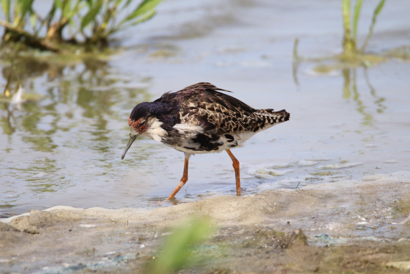 Ruff — Bild 1