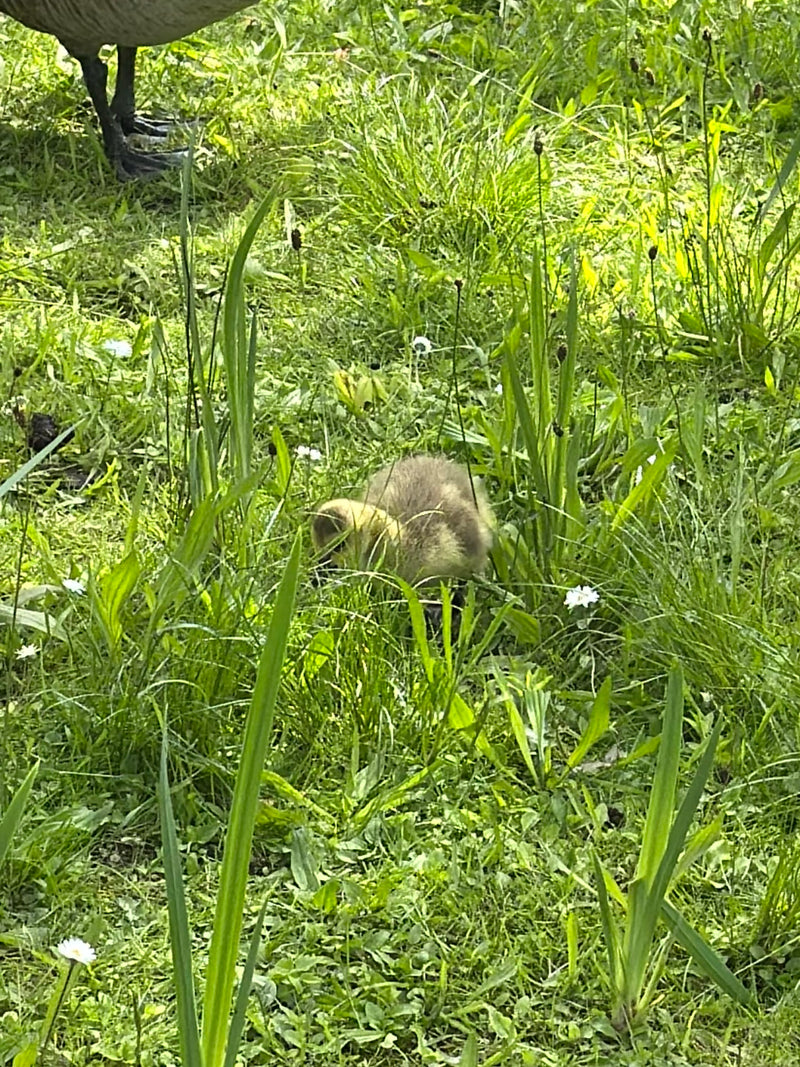 Un pulcino di oca del Canada cammina nell'erba alta in un prato. Le zampe di un uccello adulto sono visibili anche in alto a sinistra.