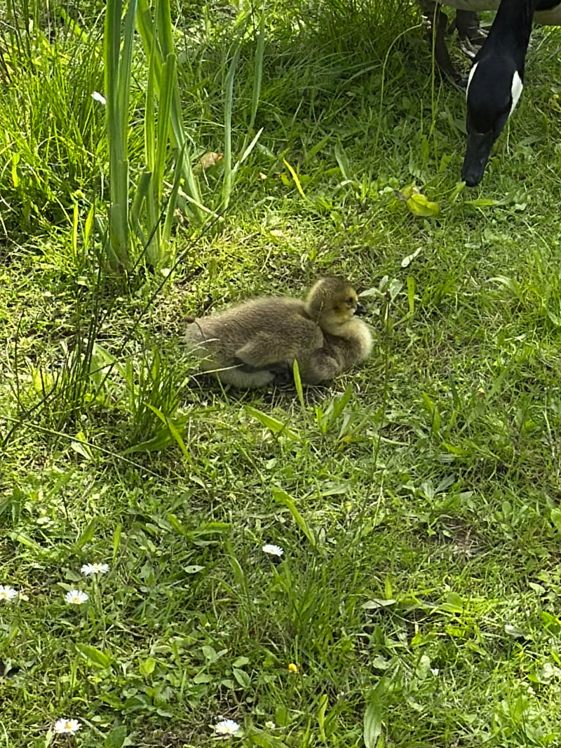 Un giovane pulcino di oca del Canada riposa nell'erba verde, mentre la testa di un adulto è visibile a destra.