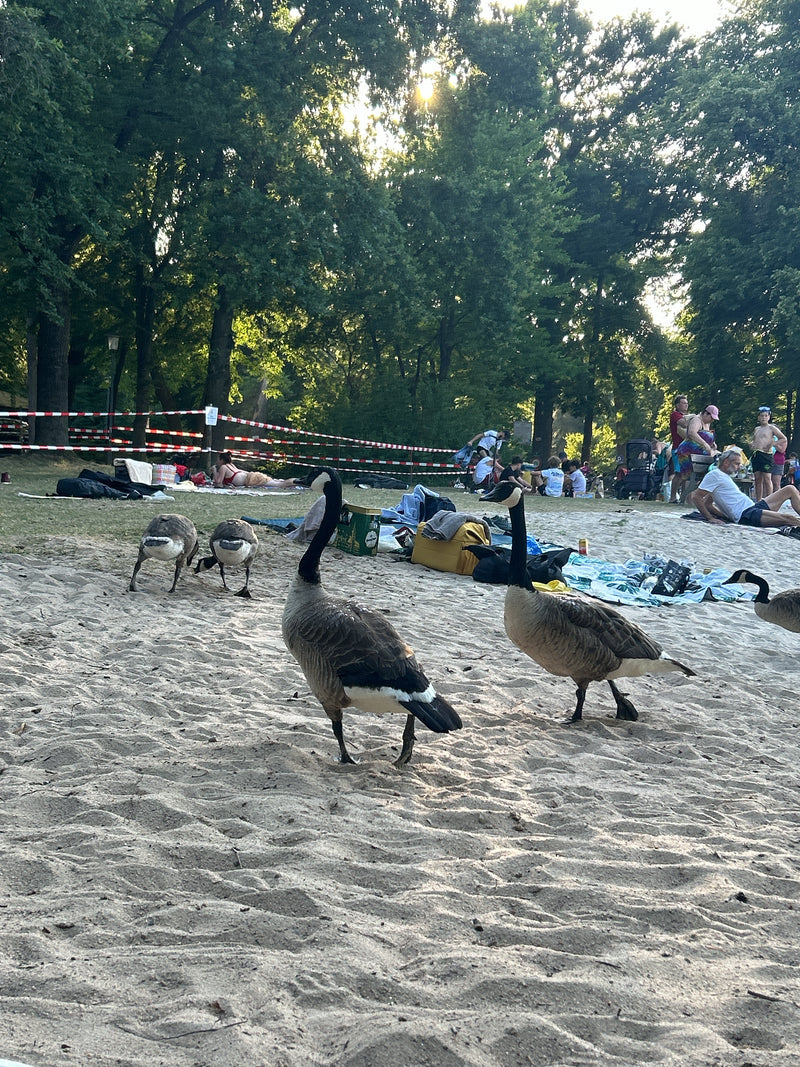 Diverse oche del Canada camminano su una spiaggia sabbiosa in un parco. Sul fondo si vedono bagnanti e alberi.