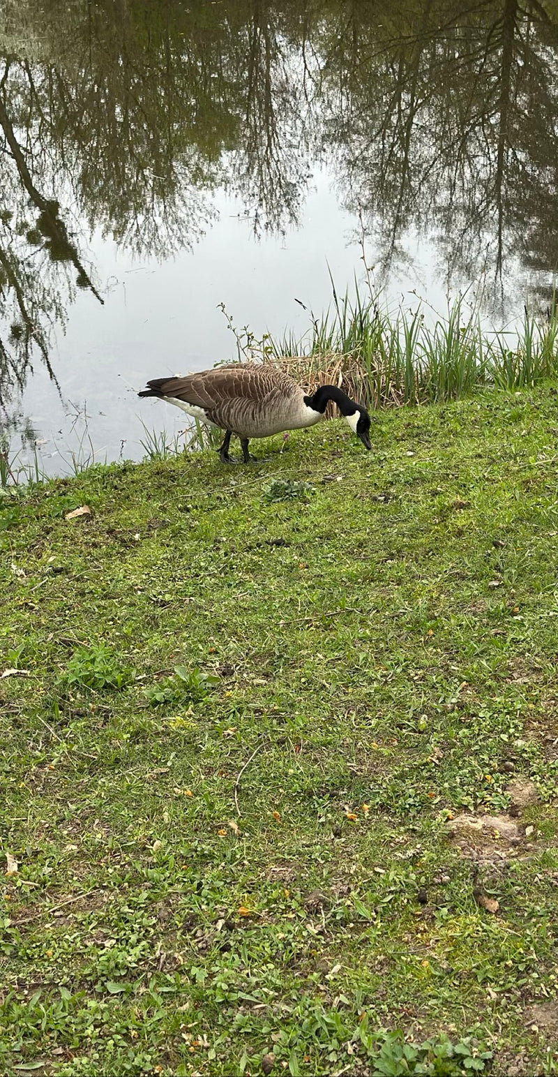 Una oca del Canada si trova su un prato verde vicino a uno specchio d'acqua in cerca di cibo. La caratteristica testa nera con la striscia bianca è chiaramen...