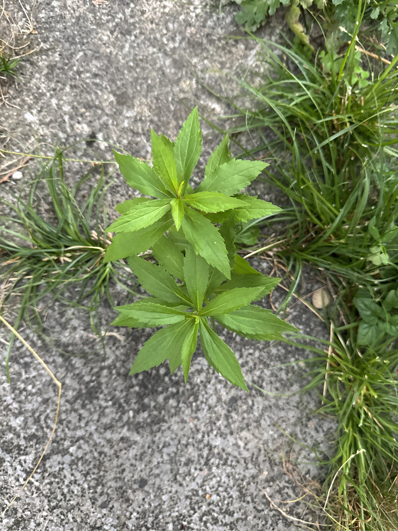 Verga d'oro canadese — foto 4 di 28