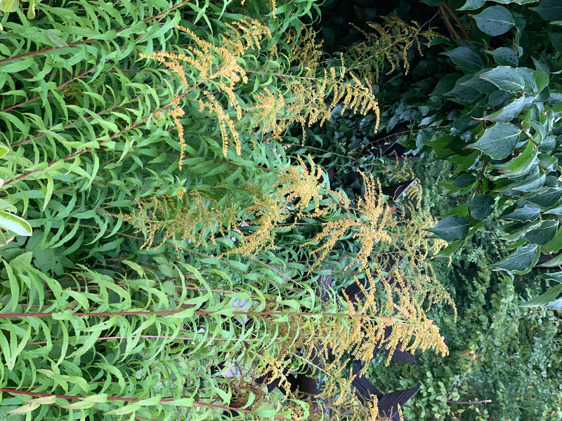 L'immagine mostra un denso popolamento di verga d'oro canadese con infiorescenze gialle e foglie verdi. Le piante si trovano in un ambiente naturale.