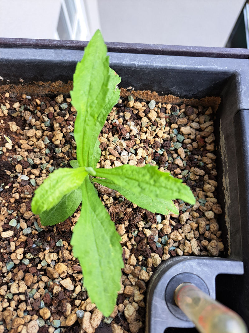 Si vede una giovane verga d'oro canadese con foglie appena formate. La pianta cresce in un vaso riempito di argilla espansa.