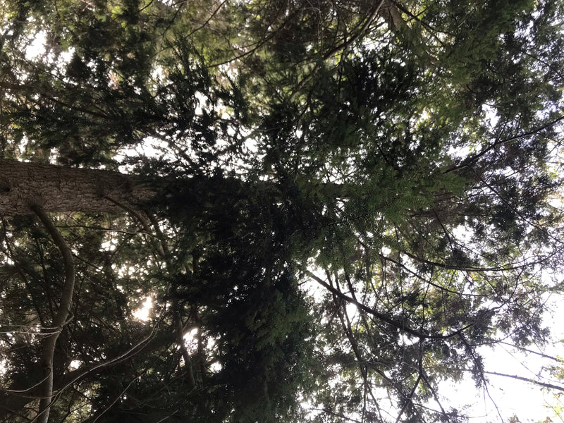 Cicuta canadese — foto 2 di 2