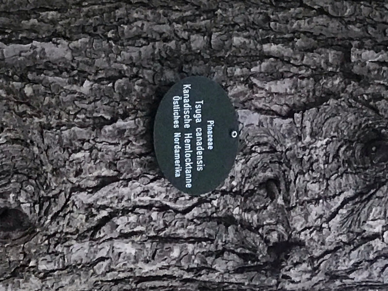 Cicuta canadese — foto 1 di 2