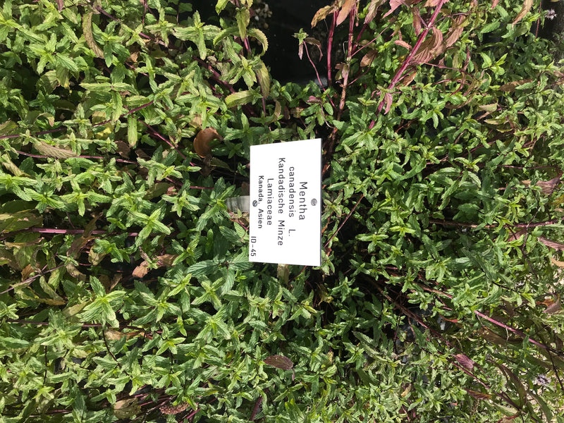 Kanadische Minze — foto 1 di 1