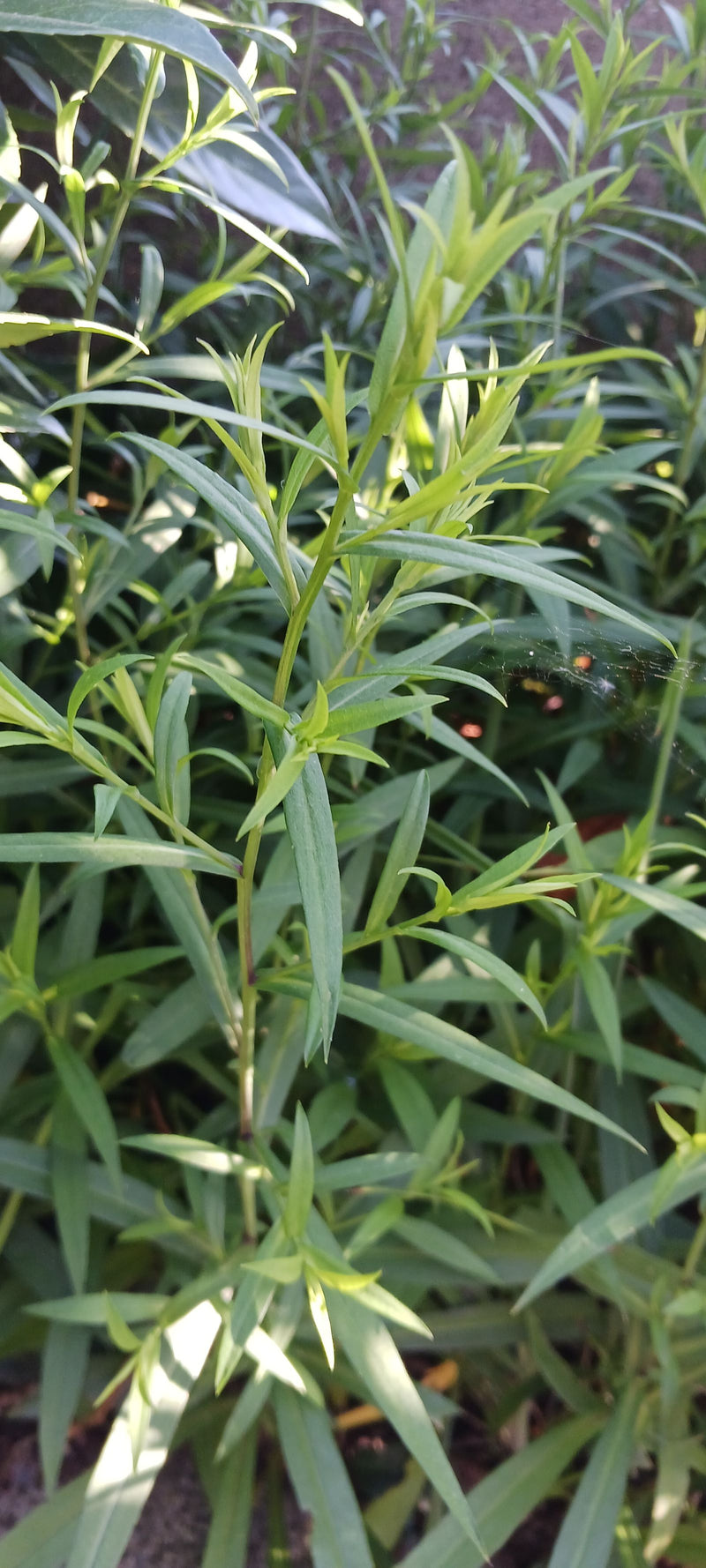 Fleabane canadese — Bild 3