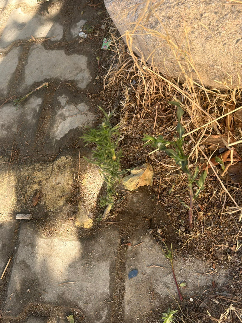 Fleabane canadese — Bild 2