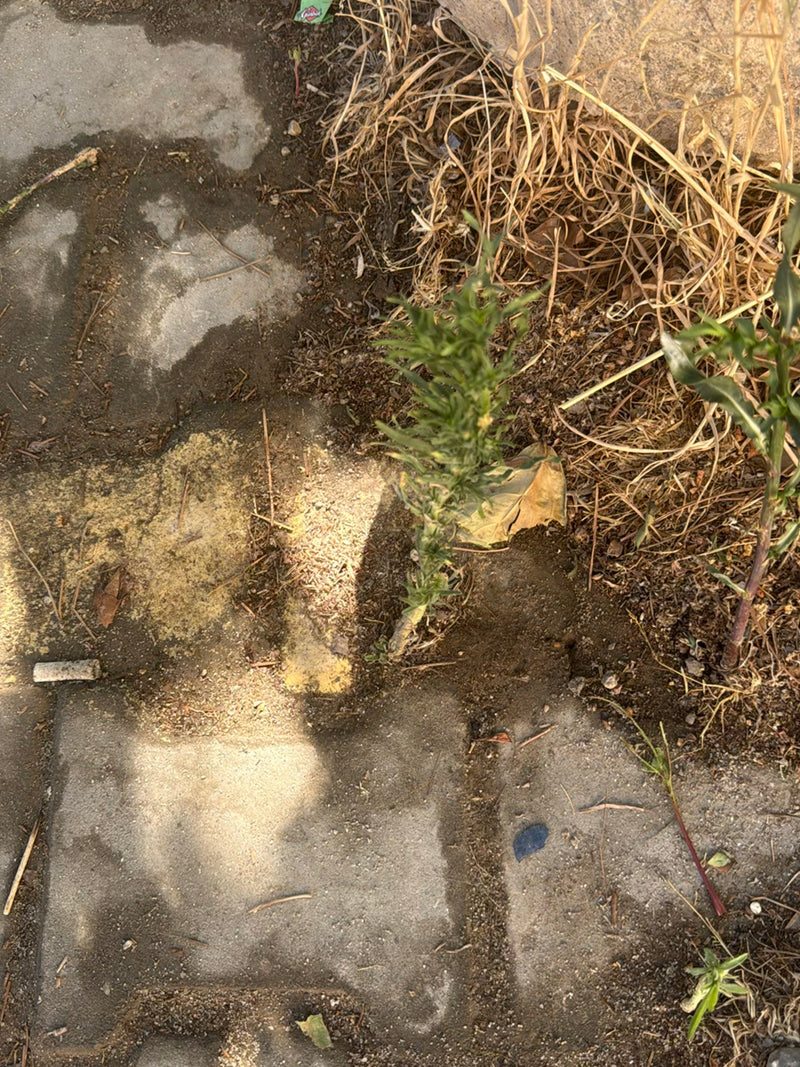 Fleabane canadese — Bild 1