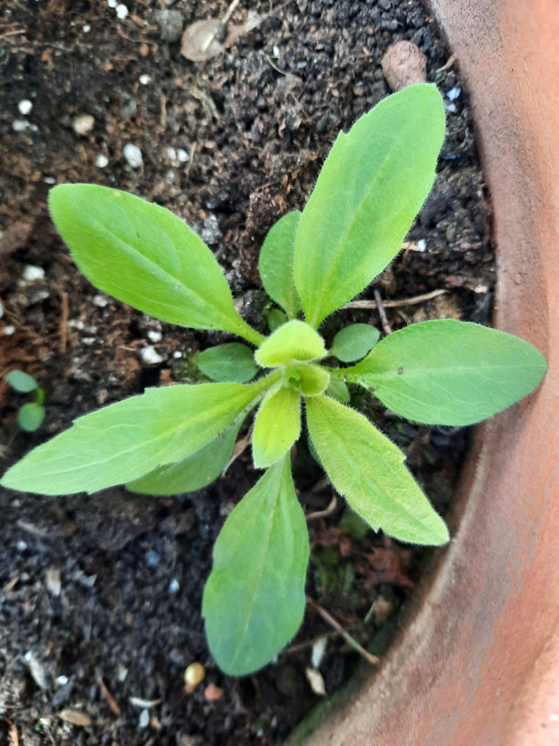 Fleabane canadese — Bild 1