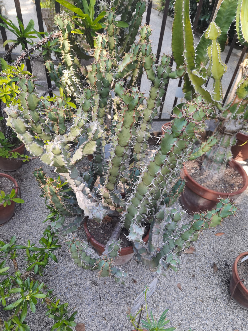 Euforbia delle Canarie — foto 1 di 2