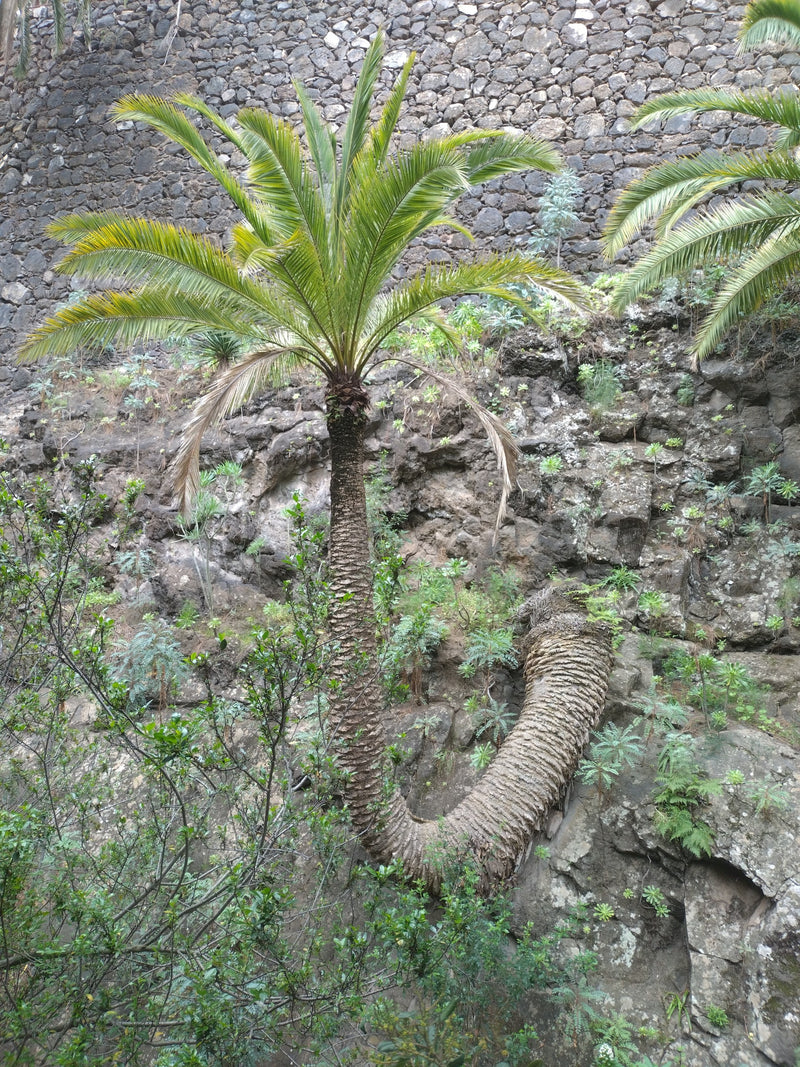 Palma da datteri delle Isole Canarie — Bild 1