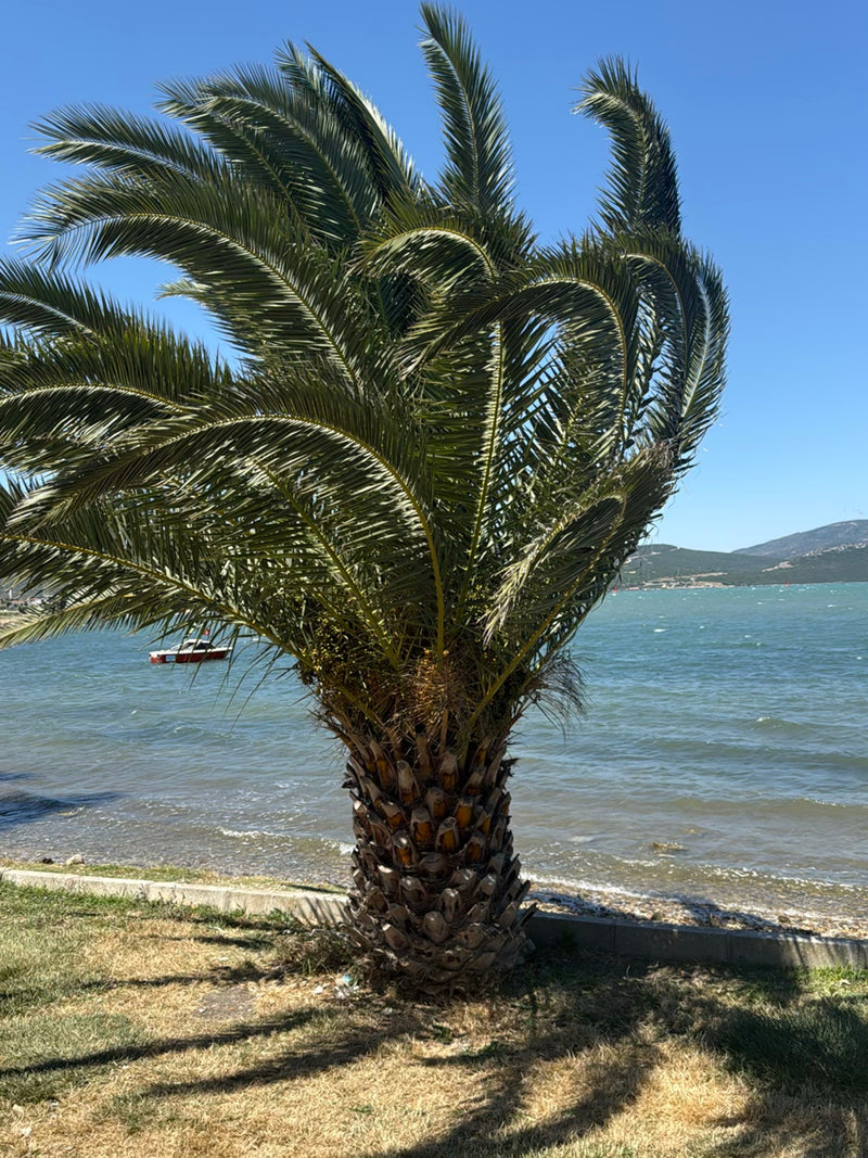 È visibile una palma delle Canarie adulta con un caratteristico motivo del tronco e una grande chioma di foglie direttamente in riva al mare.