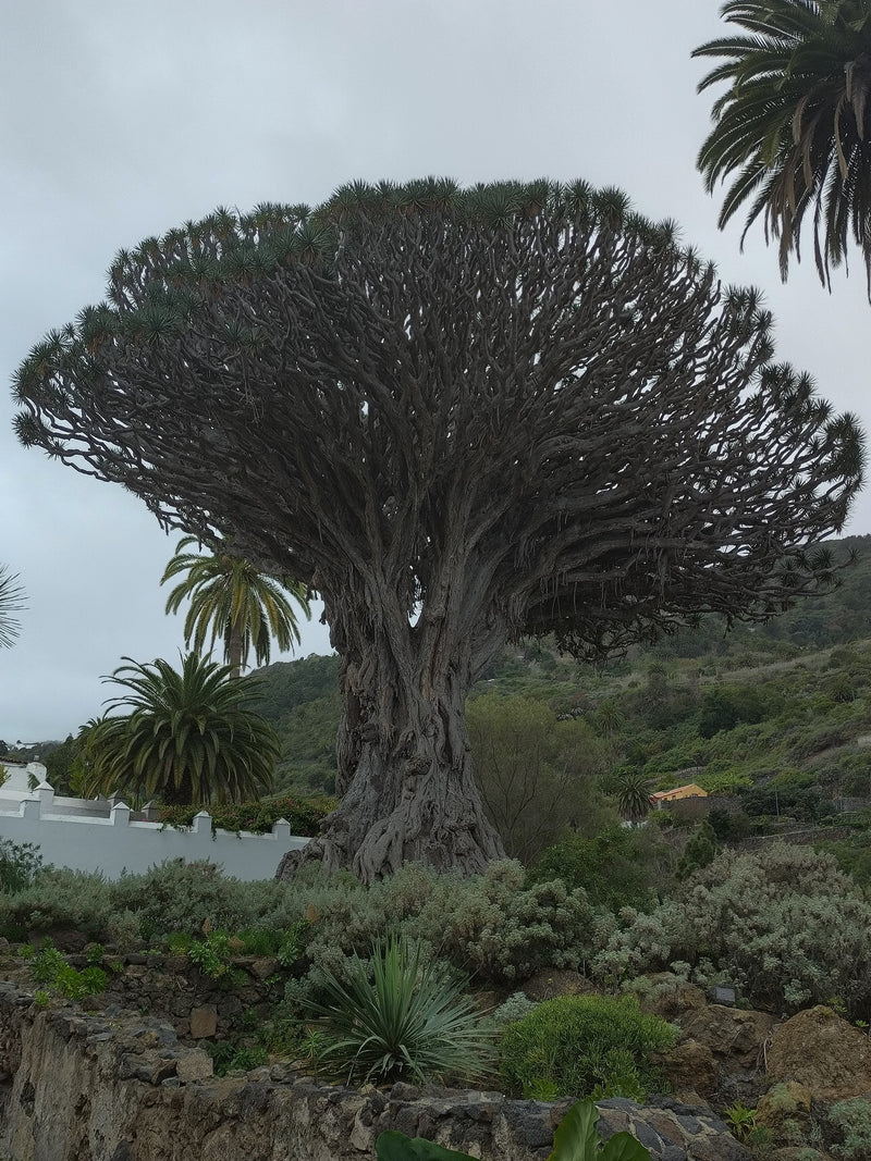 Albero del drago delle Canarie — Bild 1