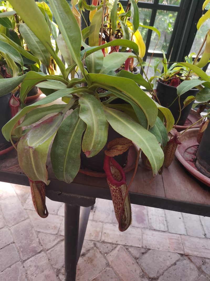 Pianta carnivora (ibrida) — Bild 1