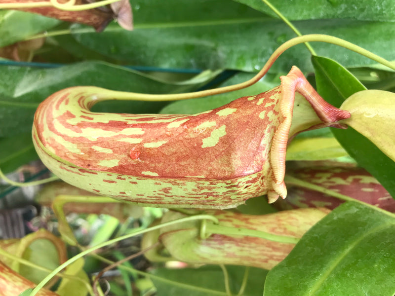 Pianta carnivora (ibrida) — foto 3 di 3