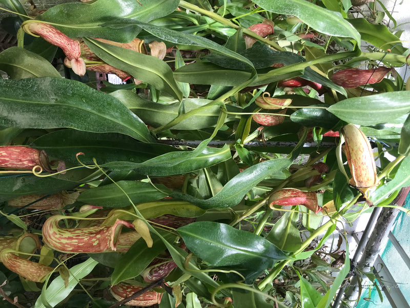 Pianta carnivora (ibrida) — foto 1 di 3