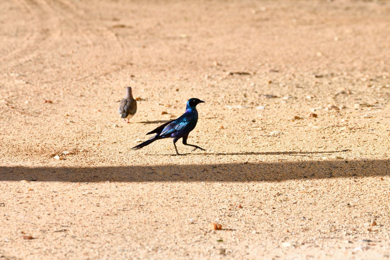Uno storno splendente del Capo dal piumaggio blu metallizzato cammina su un terreno sabbioso e soleggiato. Sullo sfondo si scorge una piccola tortora.
