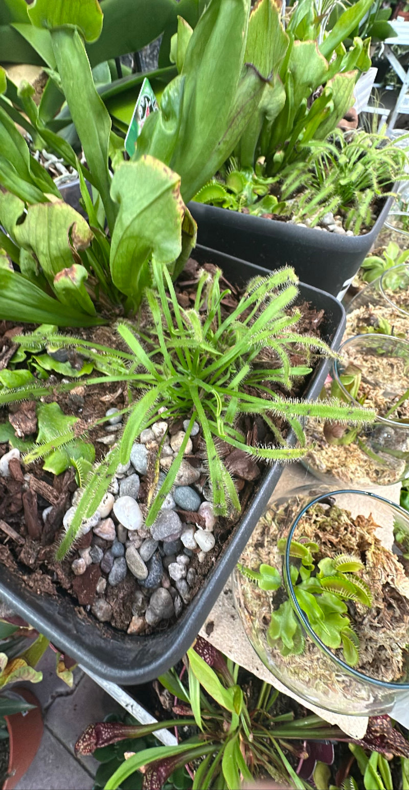 Drosera del Capo — Bild 2