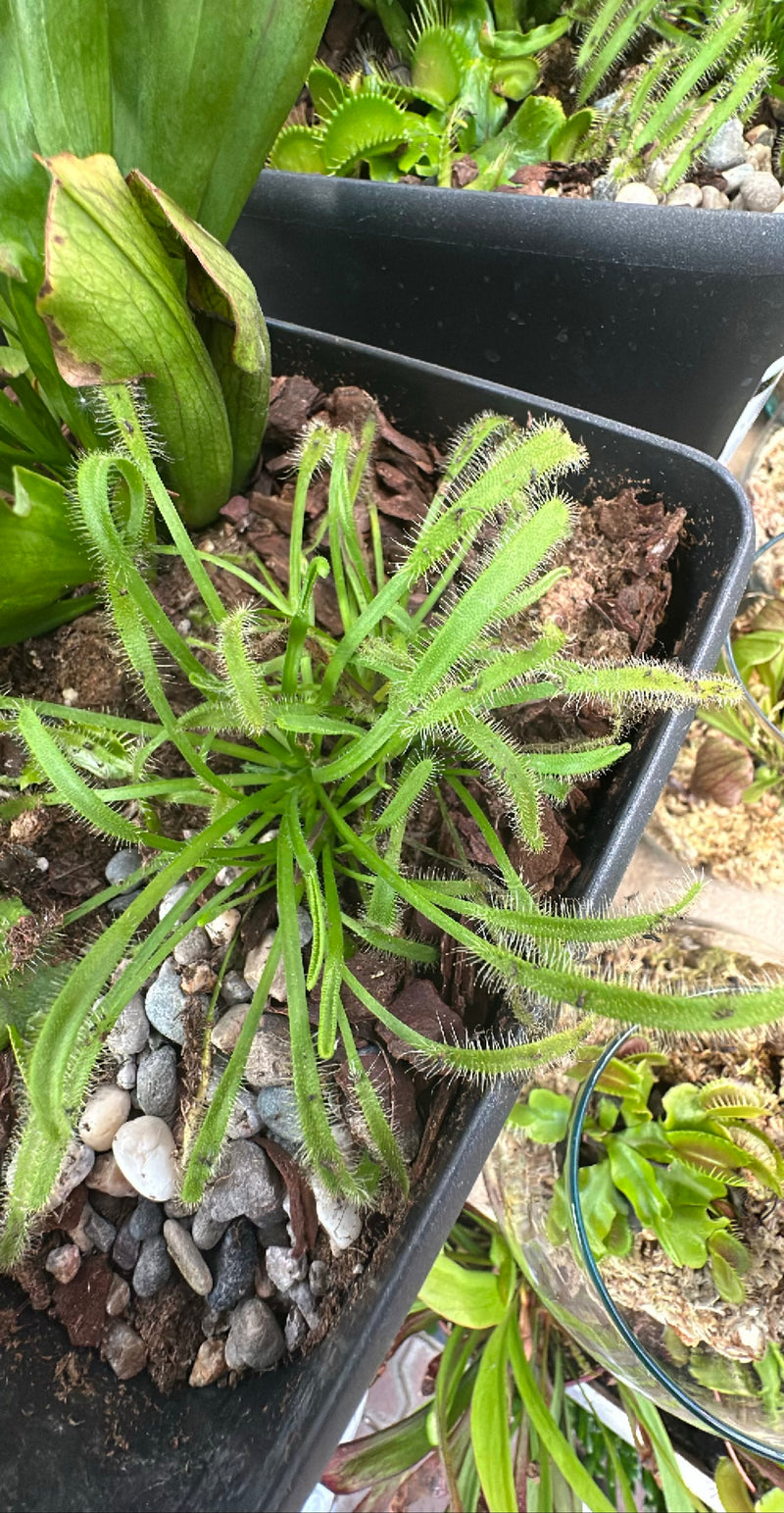 Drosera del Capo — Bild 1